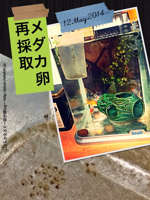 f:id:ocasira:20140512224549j:plain f:id:ocasira:20140512224549j:plain