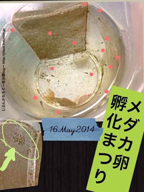 f:id:ocasira:20140517010450j:plain f:id:ocasira:20140517010450j:plain