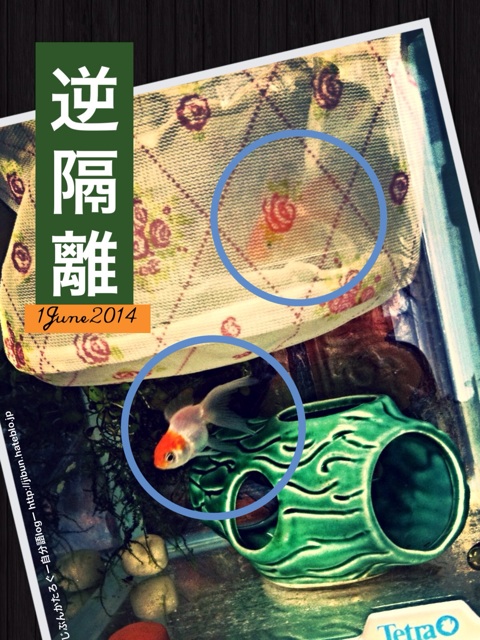 f:id:ocasira:20140602175931j:plain f:id:ocasira:20140602175931j:plain