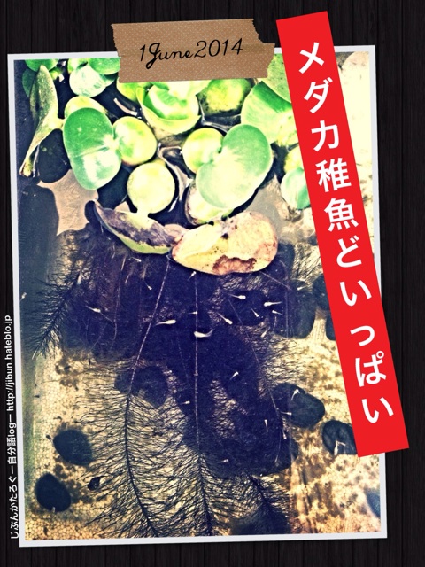 f:id:ocasira:20140602214532j:plain f:id:ocasira:20140602214532j:plain