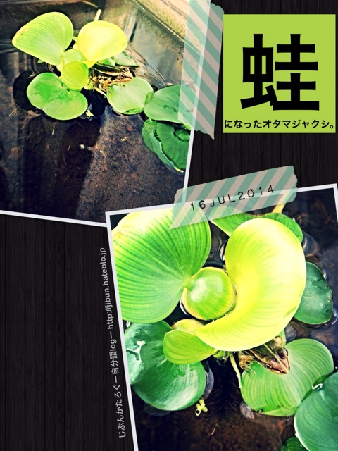 f:id:ocasira:20140716104029j:plain f:id:ocasira:20140716104029j:plain