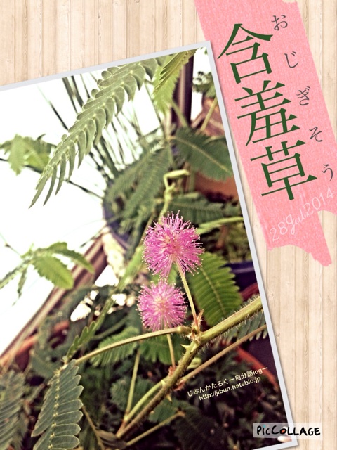 f:id:ocasira:20140728145944j:plain f:id:ocasira:20140728145944j:plain