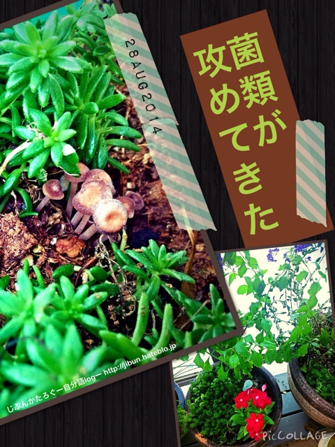 f:id:ocasira:20140828103902j:plain f:id:ocasira:20140828103902j:plain