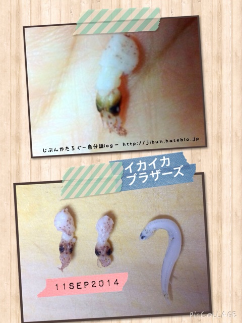 f:id:ocasira:20140911135620j:plain f:id:ocasira:20140911135620j:plain