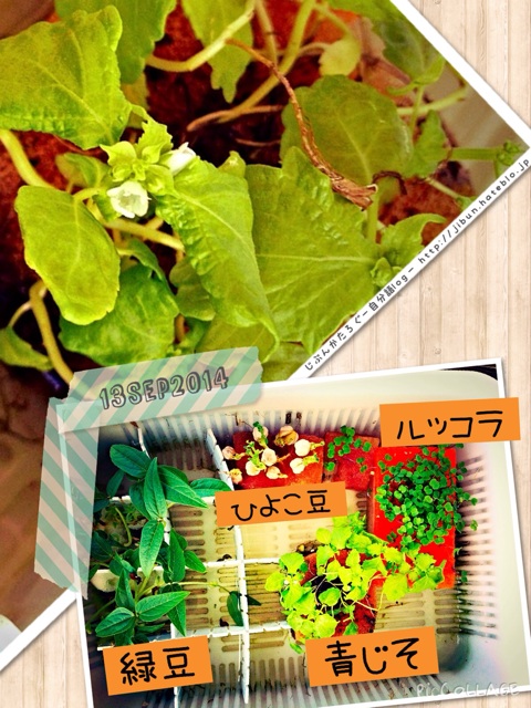 f:id:ocasira:20140914005001j:plain f:id:ocasira:20140914005001j:plain