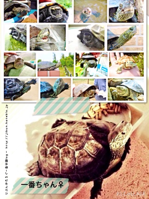 f:id:ocasira:20140928235030j:plain f:id:ocasira:20140928235030j:plain