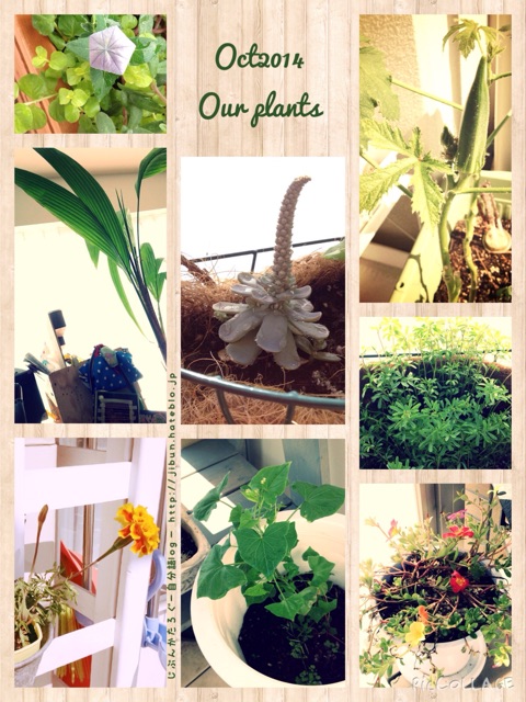 f:id:ocasira:20141011010547j:plain f:id:ocasira:20141011010547j:plain