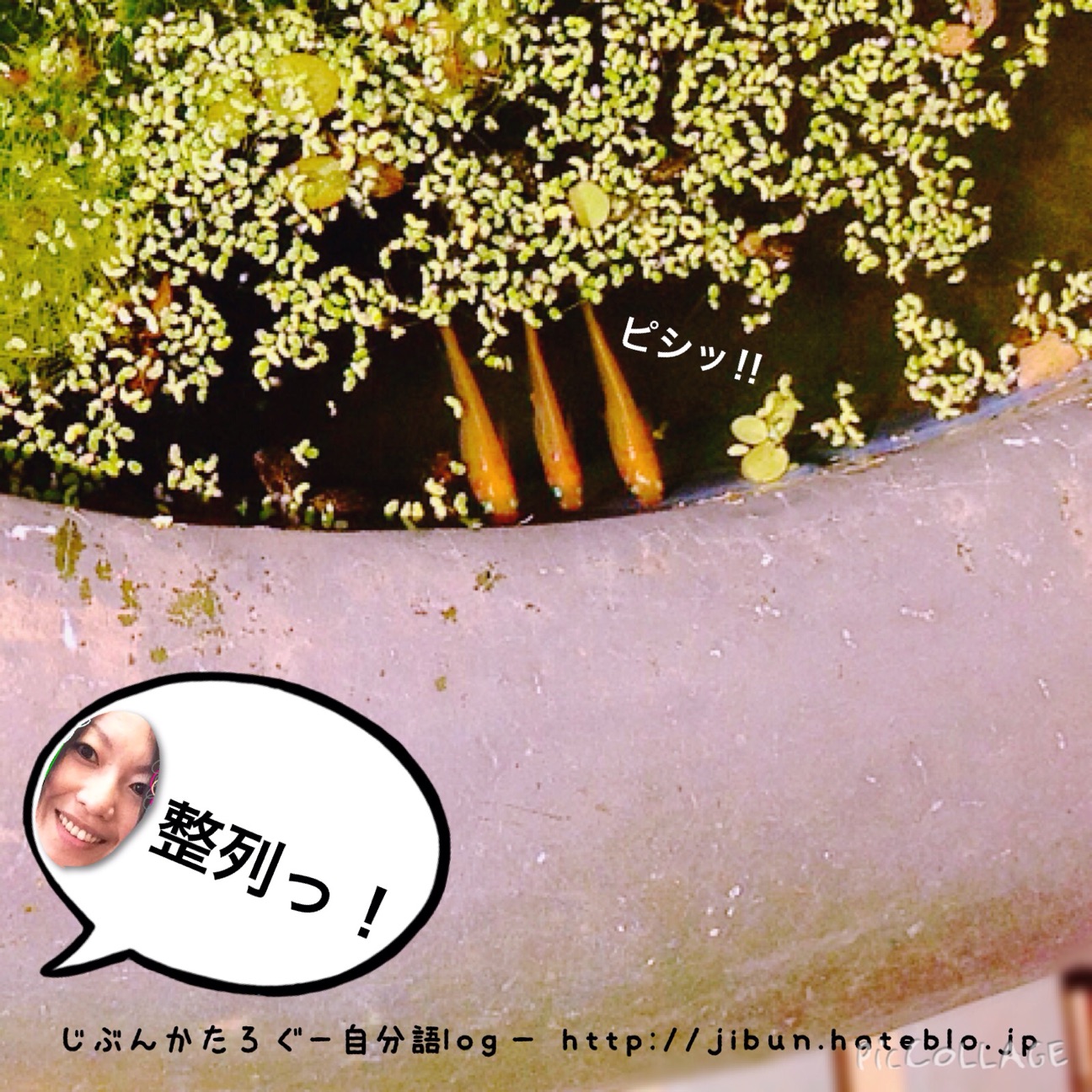 f:id:ocasira:20150313135822j:plain f:id:ocasira:20150313135822j:plain