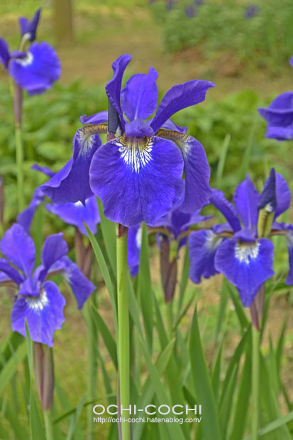f:id:ochi_cochi:20140509155649j:plain f:id:ochi_cochi:20140509155649j:plain
