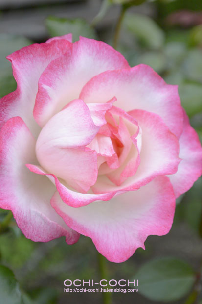 f:id:ochi_cochi:20151028163307j:plain