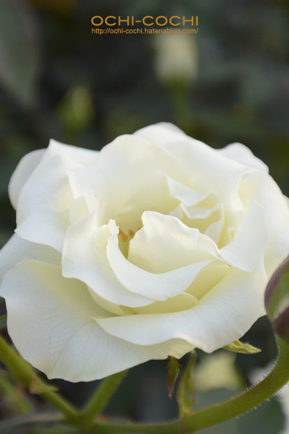 f:id:ochi_cochi:20151028163326j:plain