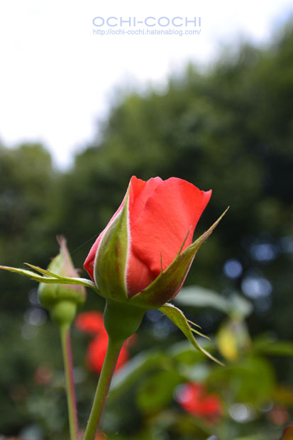 f:id:ochi_cochi:20151028163401j:plain