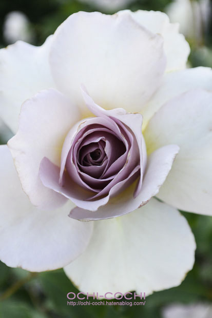 f:id:ochi_cochi:20151028163439j:plain