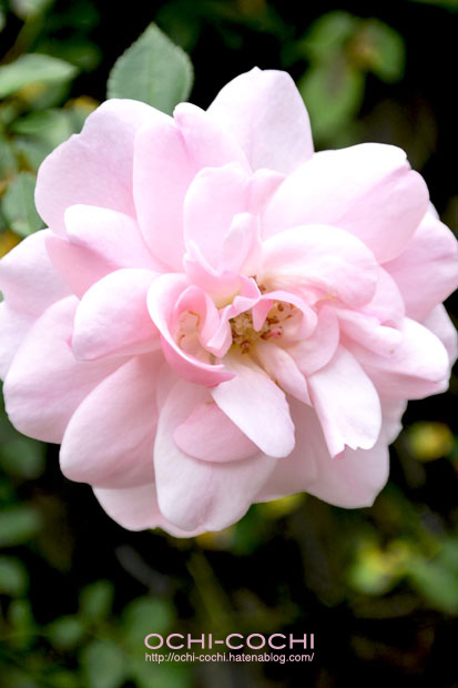 f:id:ochi_cochi:20151028163448j:plain