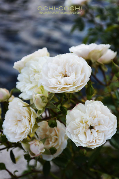 f:id:ochi_cochi:20151028163523j:plain