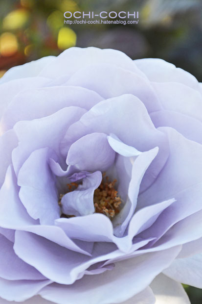 f:id:ochi_cochi:20151028163534j:plain