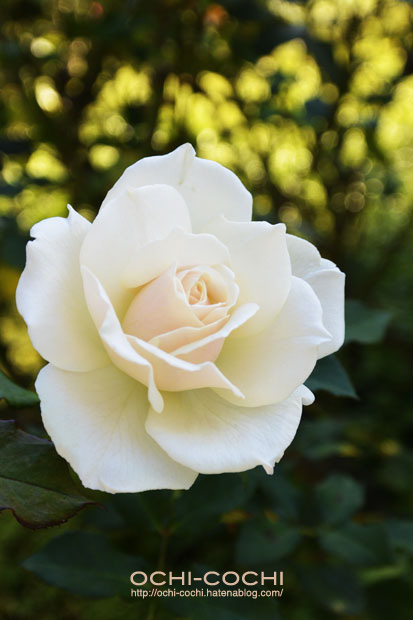 f:id:ochi_cochi:20151028163550j:plain