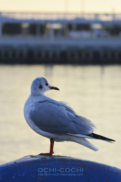 f:id:ochi_cochi:20160116161935j:plain f:id:ochi_cochi:20160116161935j:plain