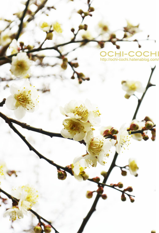 f:id:ochi_cochi:20160216081722j:plain