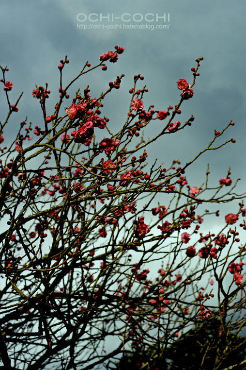 f:id:ochi_cochi:20160216082815j:plain