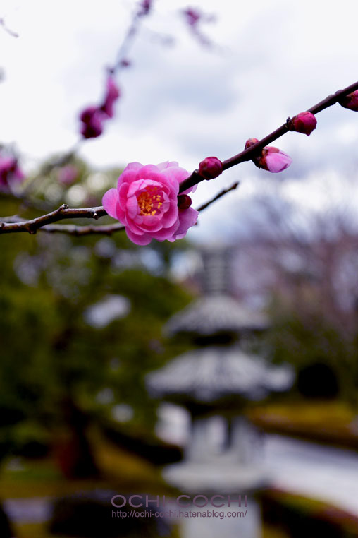 f:id:ochi_cochi:20160216082842j:plain