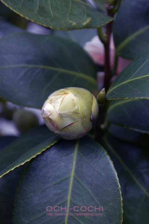 f:id:ochi_cochi:20160216082852j:plain