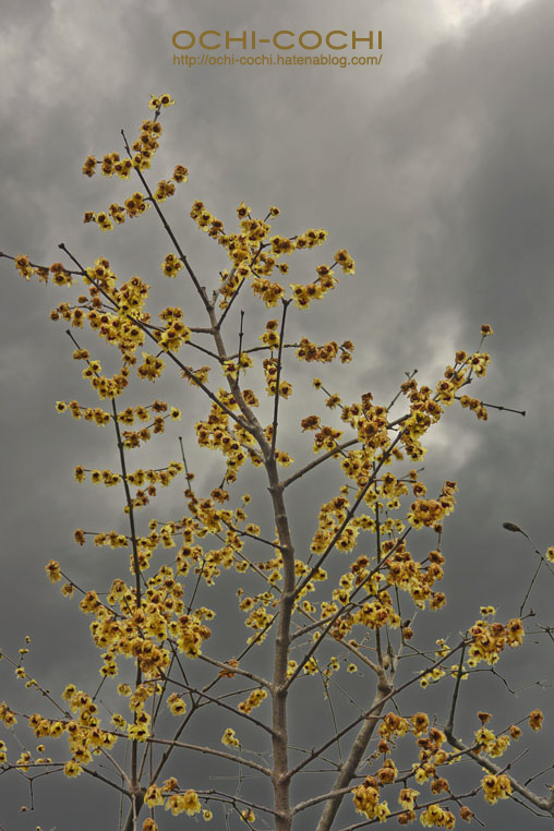 f:id:ochi_cochi:20160216083039j:plain