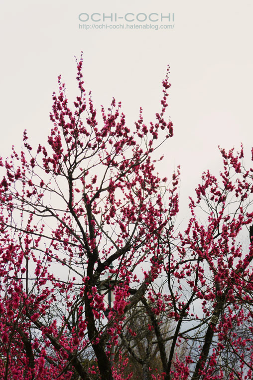 f:id:ochi_cochi:20160216083253j:plain