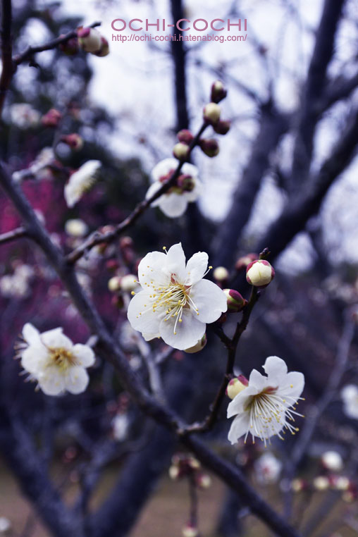 f:id:ochi_cochi:20160216083303j:plain