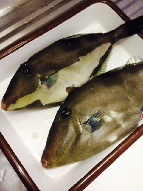 f:id:odayakabiyori:20150307214353j:plain f:id:odayakabiyori:20150307214353j:plain