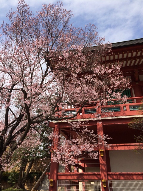 f:id:odayakabiyori:20150327083156j:plain f:id:odayakabiyori:20150327083156j:plain