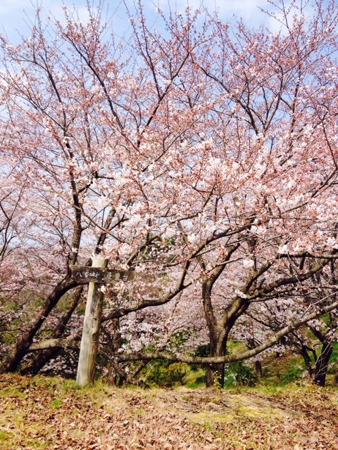 f:id:odayakabiyori:20150331165002j:plain f:id:odayakabiyori:20150331165002j:plain