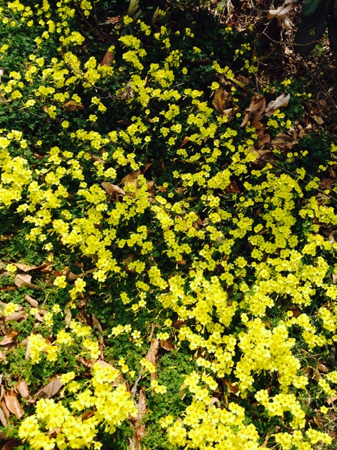 f:id:odayakabiyori:20150403141521j:plain f:id:odayakabiyori:20150403141521j:plain