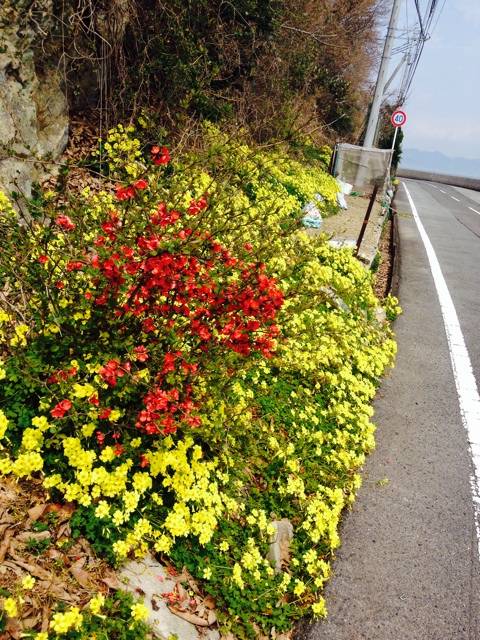 f:id:odayakabiyori:20150403141824j:plain f:id:odayakabiyori:20150403141824j:plain