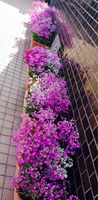 f:id:odayakabiyori:20150409141631j:plain f:id:odayakabiyori:20150409141631j:plain