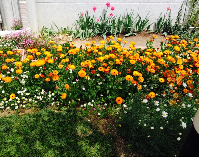 f:id:odayakabiyori:20150424135126j:plain f:id:odayakabiyori:20150424135126j:plain