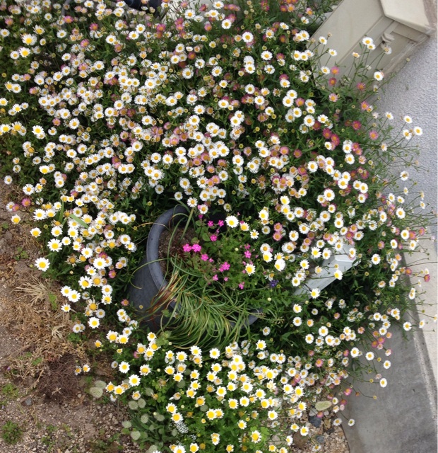 f:id:odayakabiyori:20150430141456j:plain f:id:odayakabiyori:20150430141456j:plain