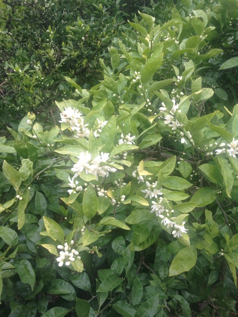f:id:odayakabiyori:20150503182033j:plain f:id:odayakabiyori:20150503182033j:plain