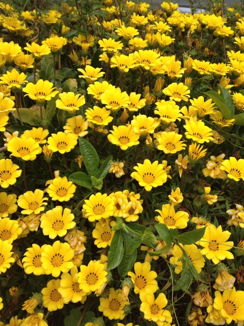 f:id:odayakabiyori:20150504212116j:plain f:id:odayakabiyori:20150504212116j:plain