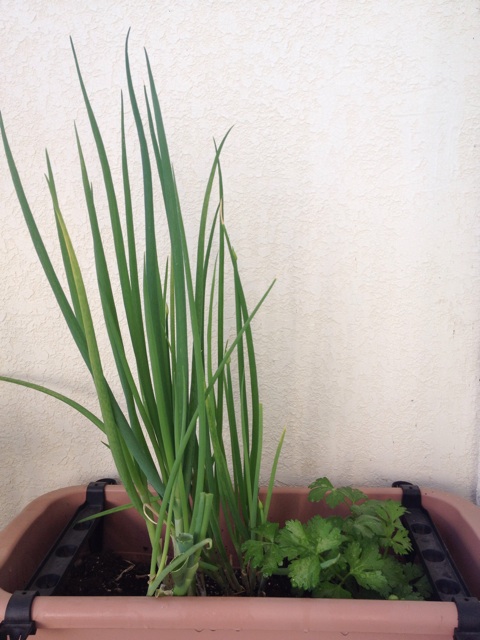 f:id:odayakabiyori:20150505173416j:plain f:id:odayakabiyori:20150505173416j:plain