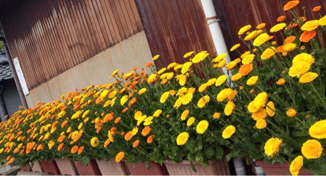 f:id:odayakabiyori:20150510212526j:plain f:id:odayakabiyori:20150510212526j:plain