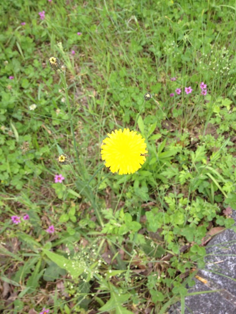 f:id:odayakabiyori:20150514130824j:plain f:id:odayakabiyori:20150514130824j:plain