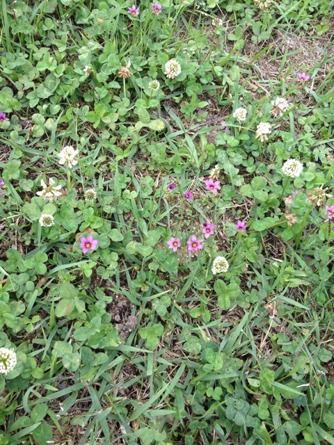 f:id:odayakabiyori:20150514132638j:plain f:id:odayakabiyori:20150514132638j:plain