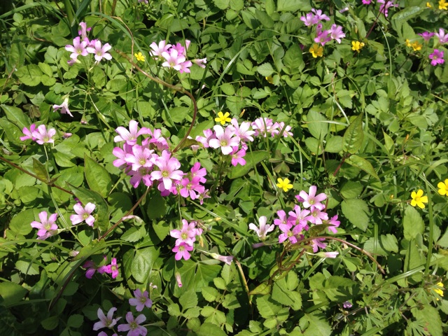 f:id:odayakabiyori:20150520161007j:plain f:id:odayakabiyori:20150520161007j:plain