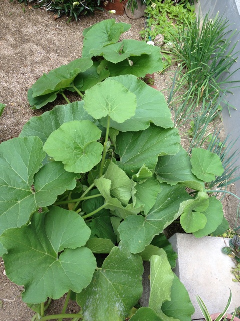 f:id:odayakabiyori:20150523095515j:plain f:id:odayakabiyori:20150523095515j:plain