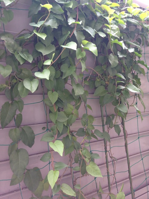 f:id:odayakabiyori:20150523095539j:plain f:id:odayakabiyori:20150523095539j:plain