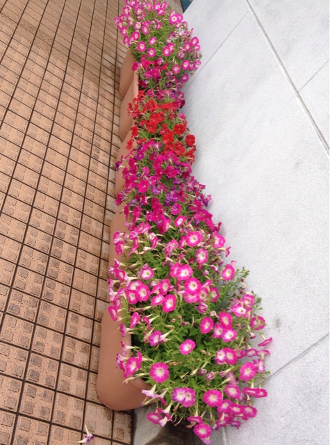 f:id:odayakabiyori:20150605143942j:plain f:id:odayakabiyori:20150605143942j:plain