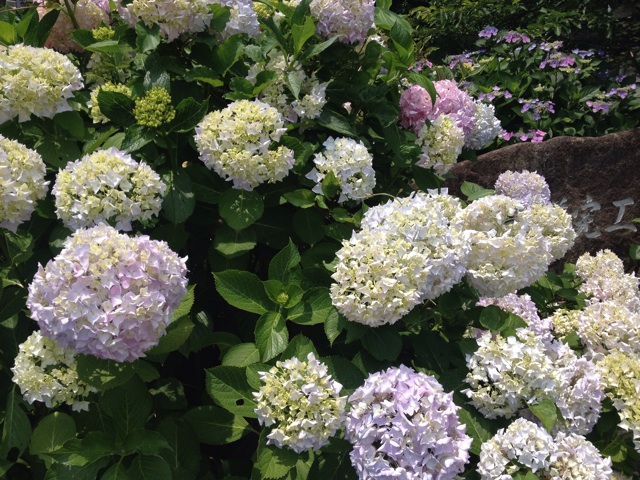 f:id:odayakabiyori:20150616124132j:plain f:id:odayakabiyori:20150616124132j:plain
