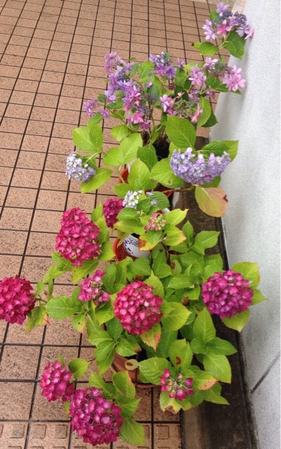 f:id:odayakabiyori:20150619152328j:plain f:id:odayakabiyori:20150619152328j:plain
