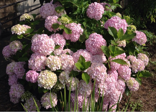 f:id:odayakabiyori:20150620103030j:plain f:id:odayakabiyori:20150620103030j:plain